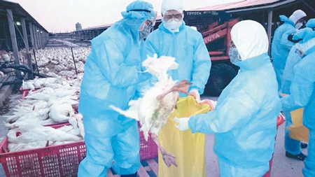 Tiêu hủy gia cầm ngăn ngừa lây lan cúm ở Đài Loan (Trung Quốc).